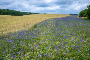 Покривні культури: скільки прибутку дають і як обрати