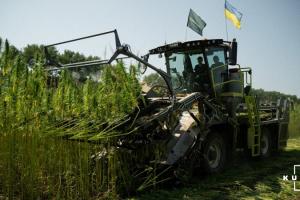 Як зареєструвати, виростити й продати коноплі