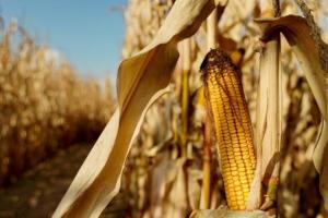 «Крузака не буде» — прогнози врожаю кукурудзи на 2025 рік