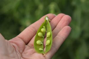 Що сіють фермери замість кукурудзи — АгроЕкспедиція 2025