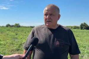 Розсада, добрива і укриття — як ростуть кавуни на Сумщині