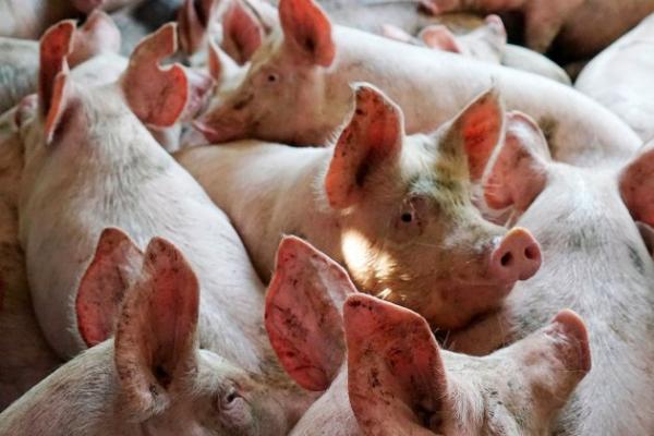 Слідкуйте за спалахами АЧС за допомогою онлайн-карти