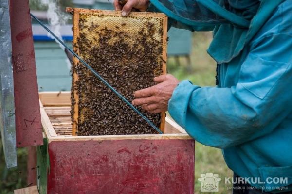 Скільки коштує створення пасіки на 50 вуликів?