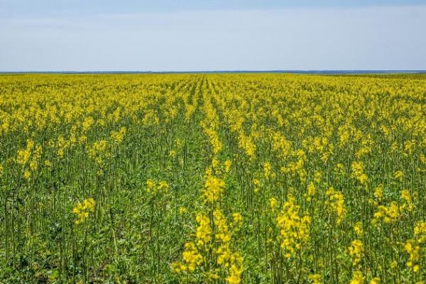 Рослини пошкодили заморозки або неякісний препарат