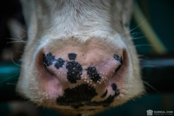 Сигнали корів, або як молочний бізнес зробити успішним 