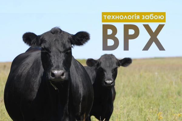 Технологія забою ВРХ