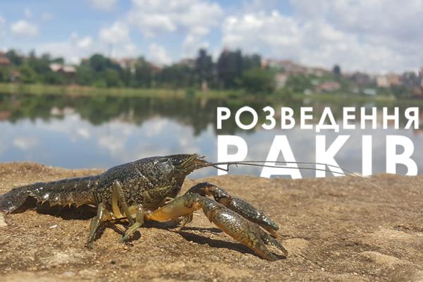 Розведення раків окупиться за два роки