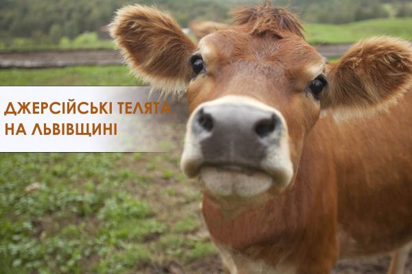 Джерсійські телята на Львівщині