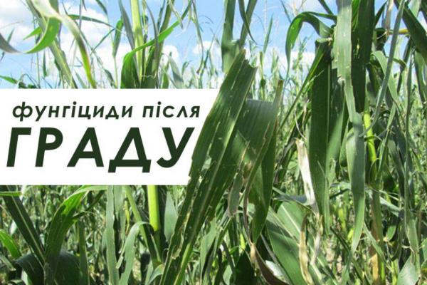 Наскільки доцільно вносити фунгіциди на побитий градом врожай?
