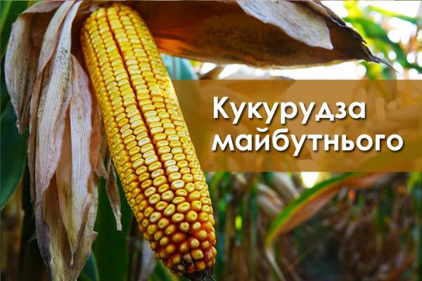 Кукурудзі майбутнього — вже сотні років