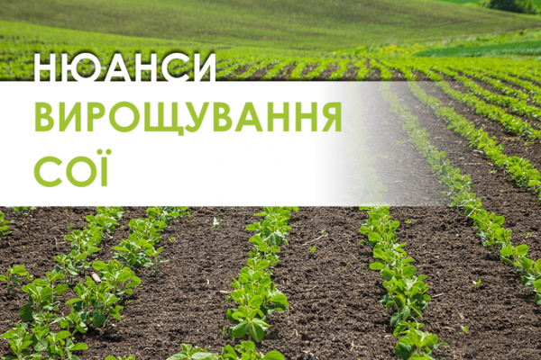 Вплив ширини міжряддя 38 см на ефективність вирощування сої