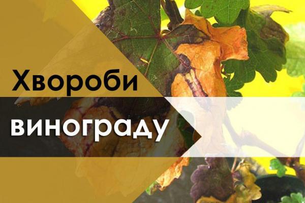 Еска винограду