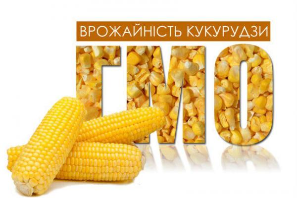 Чи збільшує генна модифікація врожайність кукурудзи?