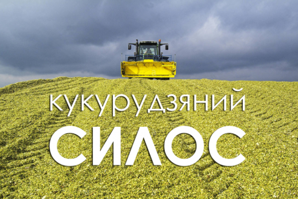 Заготівля якісного кукурудзяного силосу