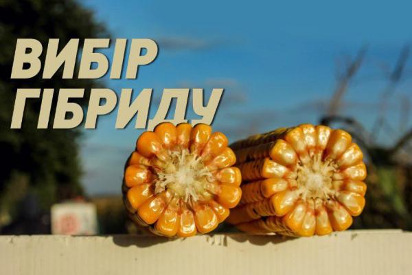 Качани кукурудзи