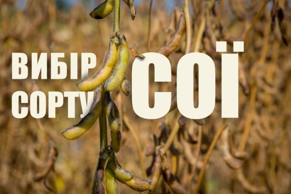На що звертати увагу при виборі сортів сої