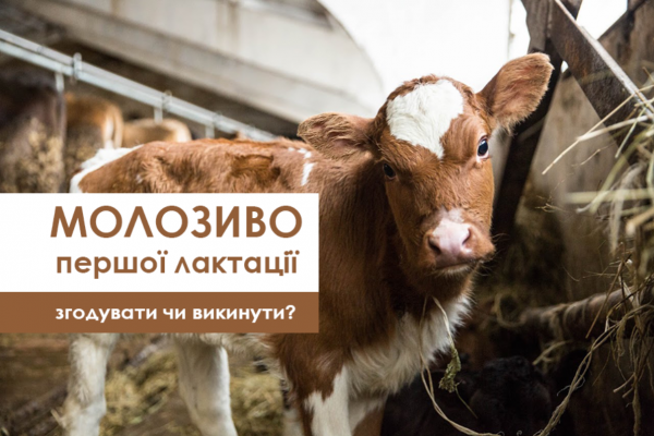 Молозиво з першої лактації телички: згодувати чи викинути?