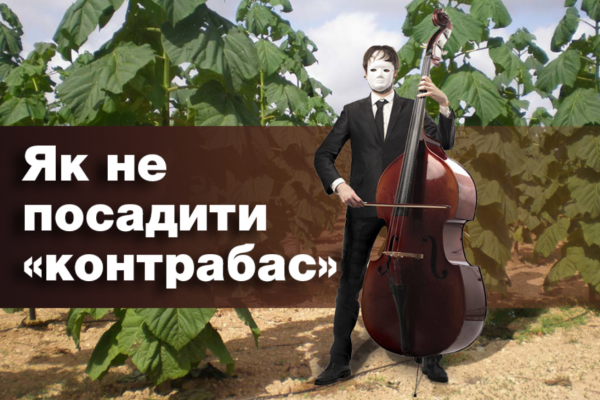 Як не посадити «контрабас»?, або Пригоди павловнії в Україні