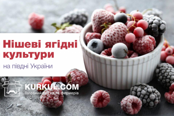 Нішеві ягідні культури на півдні України