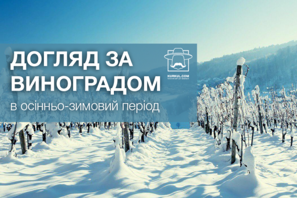 Посадка винограду та догляд в осінньо-зимовий період