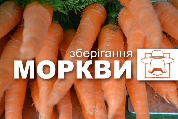 Зберігання моркви від А до Я (частина 1)