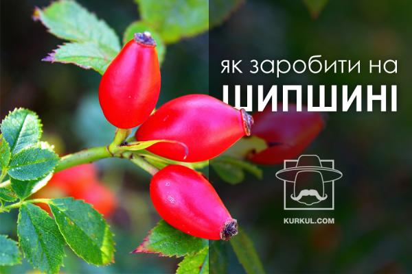 Найбільша плантація в Європі: як заробити на шипшині 