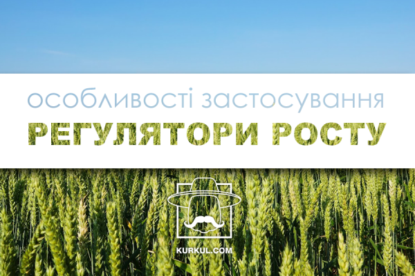 Особливості правильного застосування рістрегуляторів для зернових
