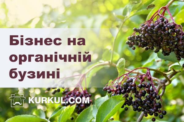 Бізнес на органічній бузині: секрети американських фермерів