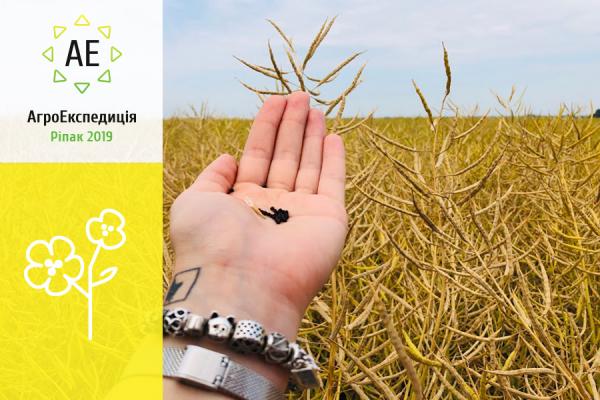 Стан ріпаку в Україні в 2019 році — АгроЕкспедиція