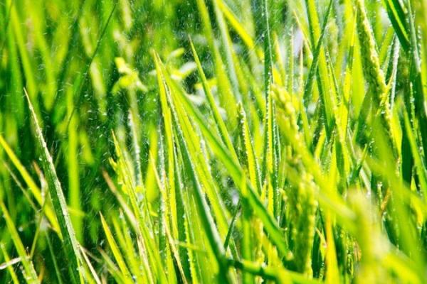 Водні потреби сільського господарства та джерела водопостачання