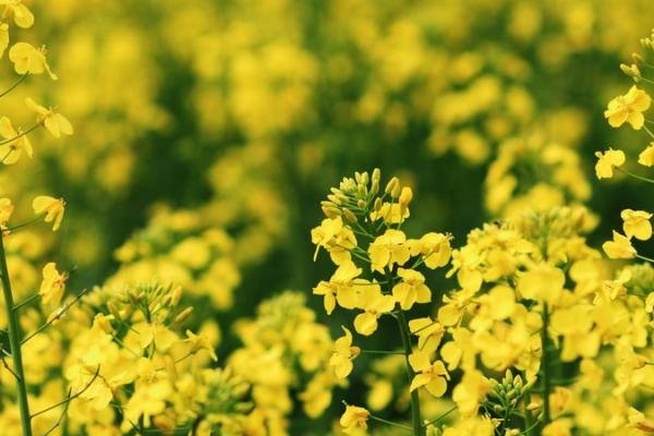 10 секретів вирощування ріпаку від КВС-УКРАЇНА