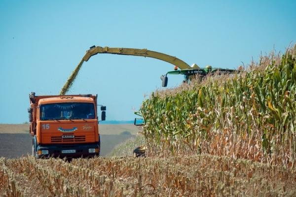 Як вибрати силосний гібрид кукурудзи та гербіцидний захист — приклад ФГ «Тетяна 2011»