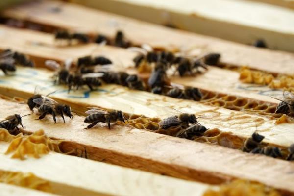 Вакцина для бджіл, або штучний імунітет від вароатозу