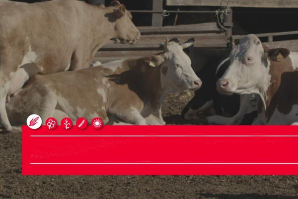 Силосна кукурудза ЛГ30308 - відновимо енергію ваших корівок!