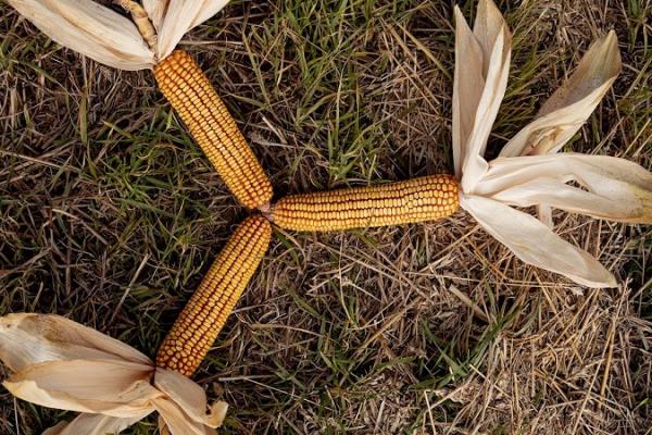 5 кроків до успіху при вирощуванні кукурудзи
