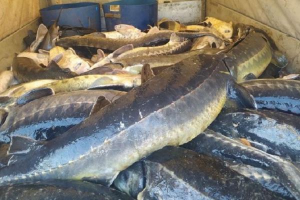 Загиблі осетри