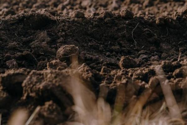 Сіяти насухо чи чекати — все про оптимальні строки сівби пшениці