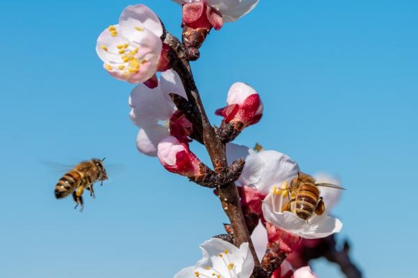 Пасіка не для меду — як організувати запилення в саду