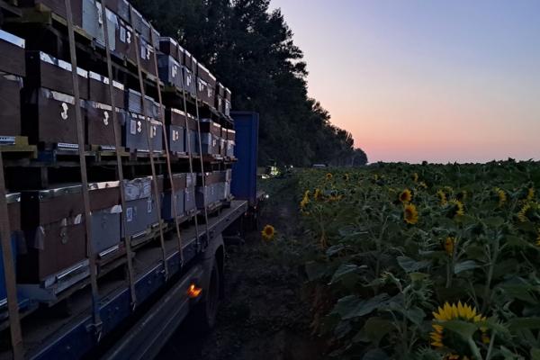 База на 6 000 вуликів — це дохід з меду, сервісу та технологій 