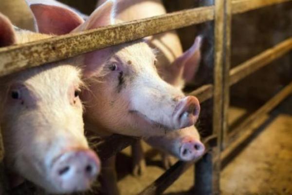 З 1 січня 2026 року українське тваринництво зміниться безповоротно