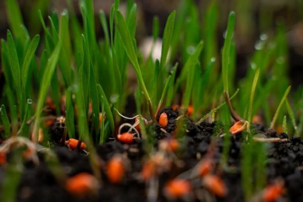 АгроЕкспедиція на Південь: Без кукурудзи, але з неоціненним досвідом