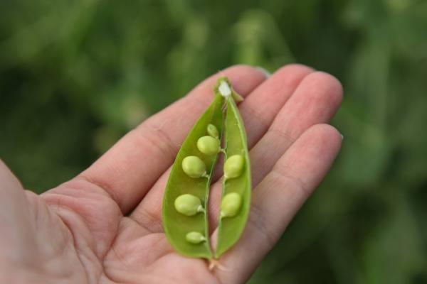 Що сіють фермери замість кукурудзи — АгроЕкспедиція 2025