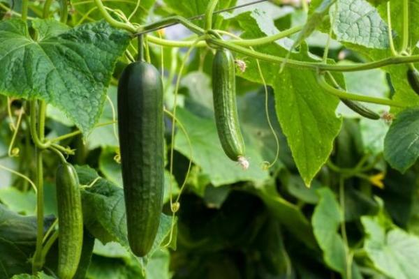 Вирощування огірків у теплицях — технологія і поради від СФГ «Хан» 