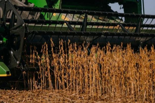 Експорт сої по-новому — як довести відсутність вирубки лісів