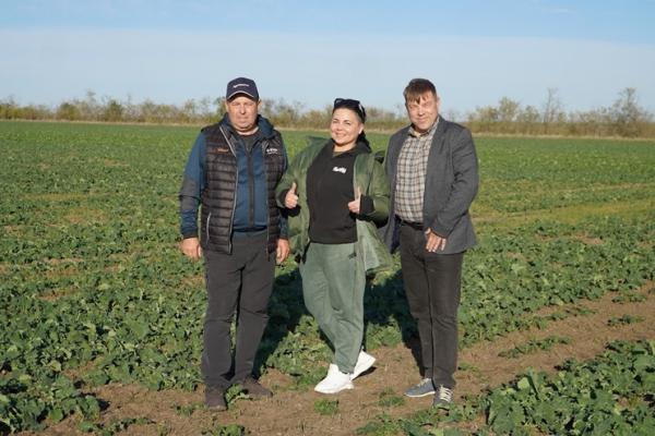 Кращий ріпак на Миколаївщині — секрети агронома Сергія Шипова