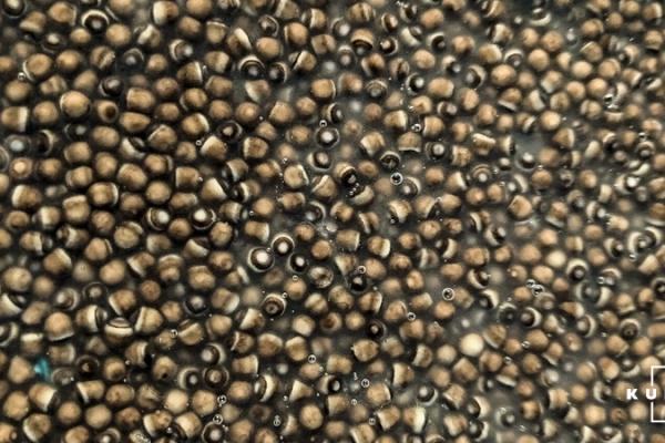 Чорна ікра без риби: стан осетрового ринку України