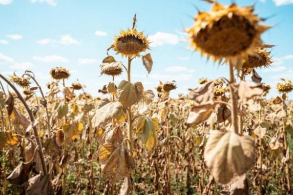 Гібриди соняшнику  для Центру України 2026 року