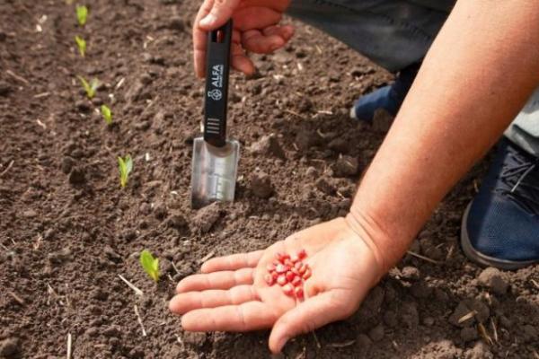 Інтенсивний, пластичний чи компенсаторний — 3 правила вибору сорту чи гібриду