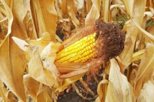 Гербіциди для кукурудзи — найпопулярніші діючі речовини та препарати