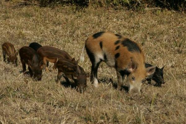 Кабани, зайці, косулі — як захиститись і хто поверне збитки